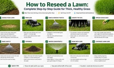 how to reseed a lawn